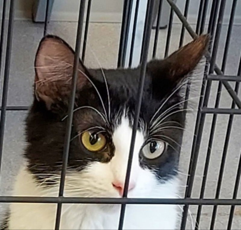 Precious, an adoptable Domestic Short Hair, Tuxedo in Pineville, LA, 71361 | Photo Image 1
