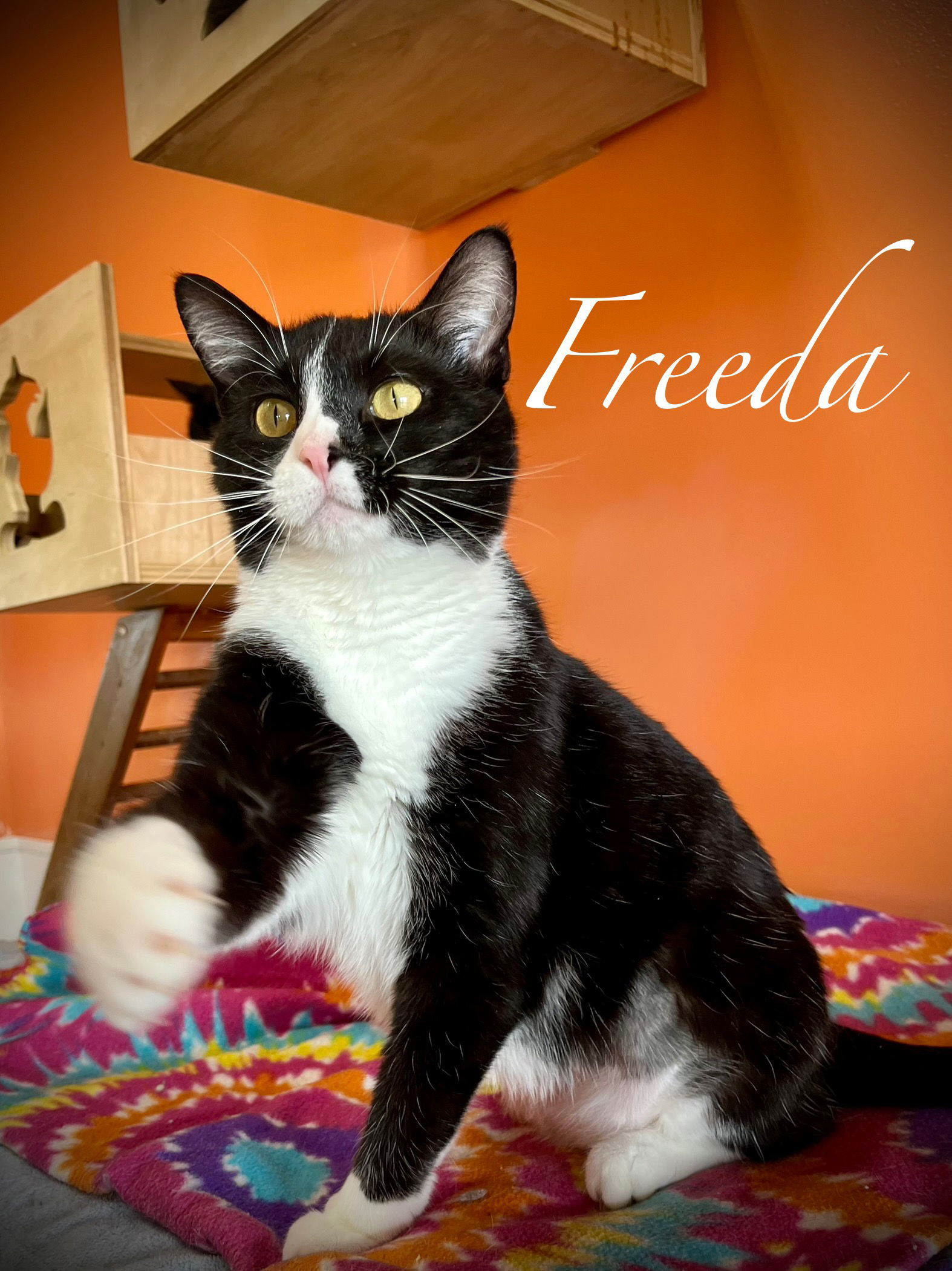 Freeda