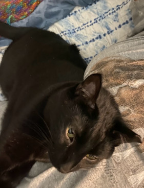 Jet