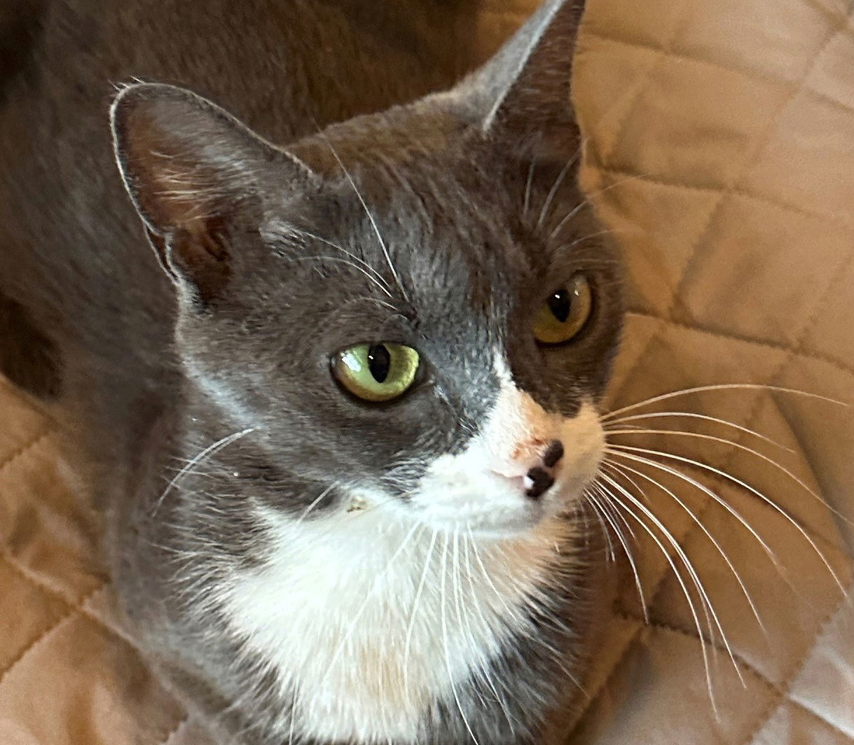 Morgan