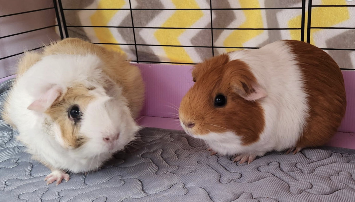Mocha and Caramel