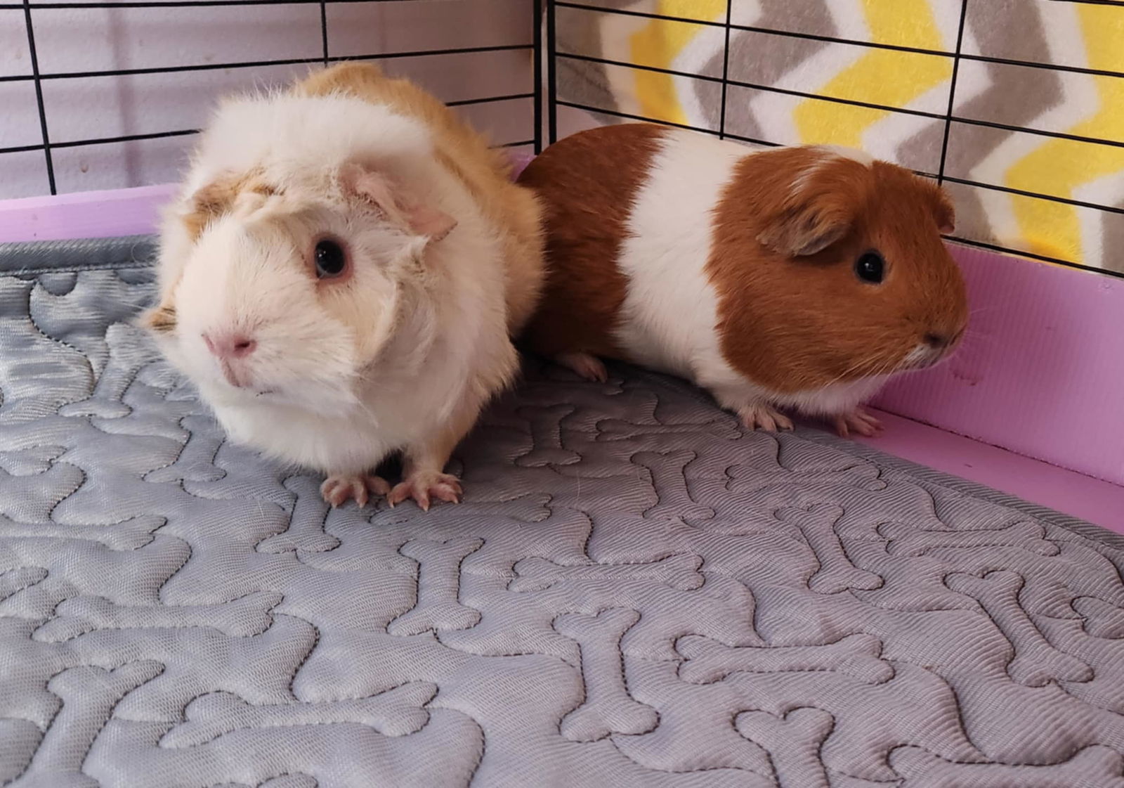 Mocha and Caramel