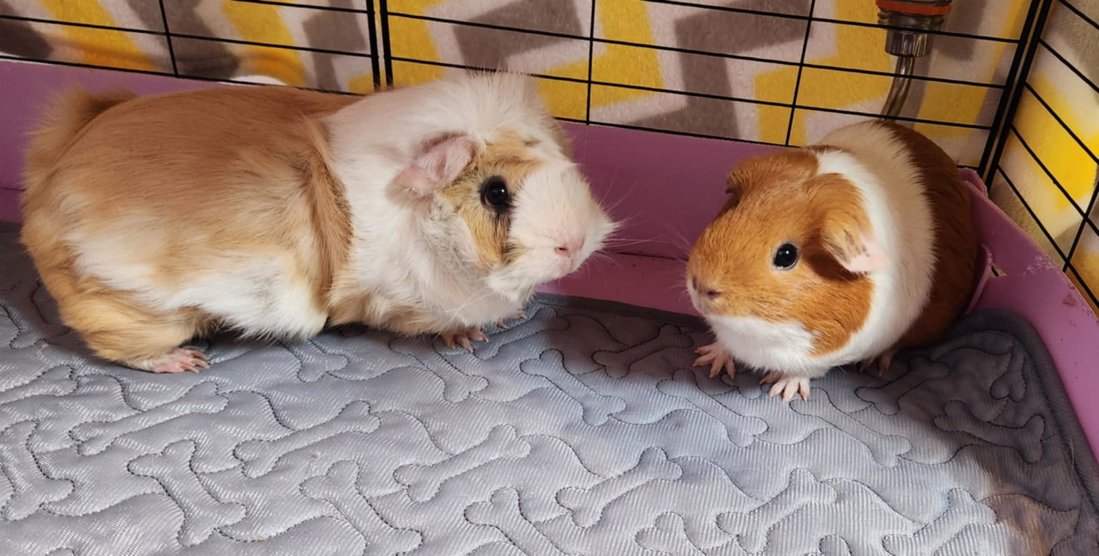 Mocha and Caramel