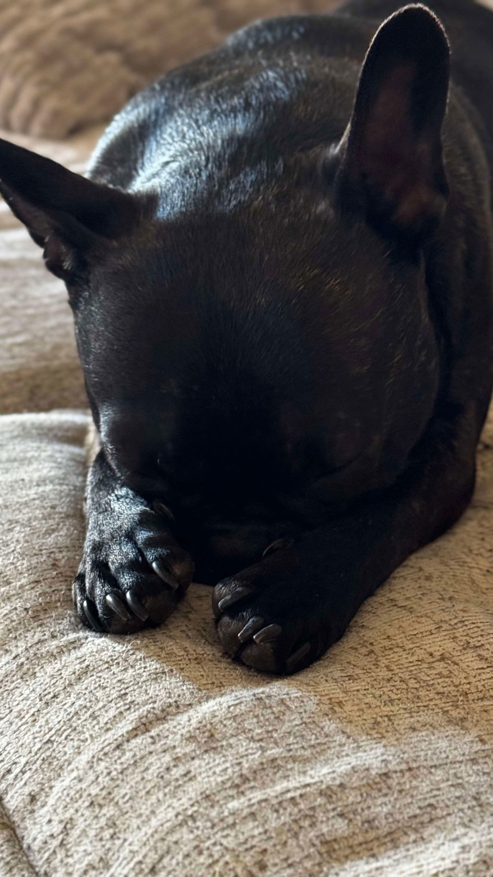 Elvis