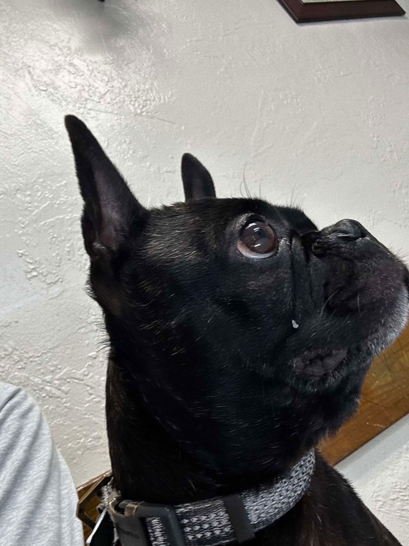 Elvis