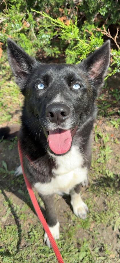 Zora