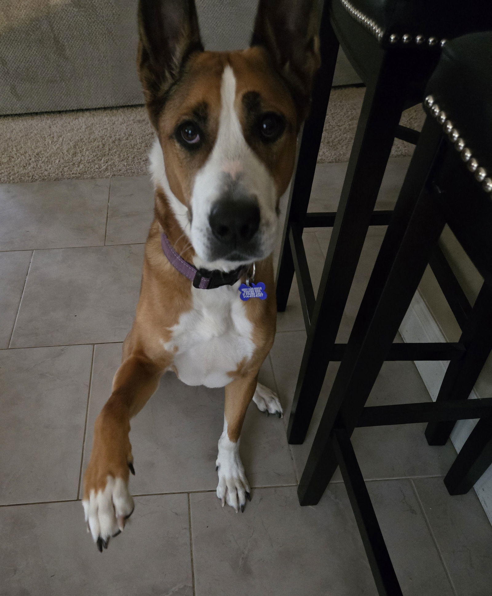 Hermes, an adoptable Basenji in St. Louis, MO, 63125 | Photo Image 1