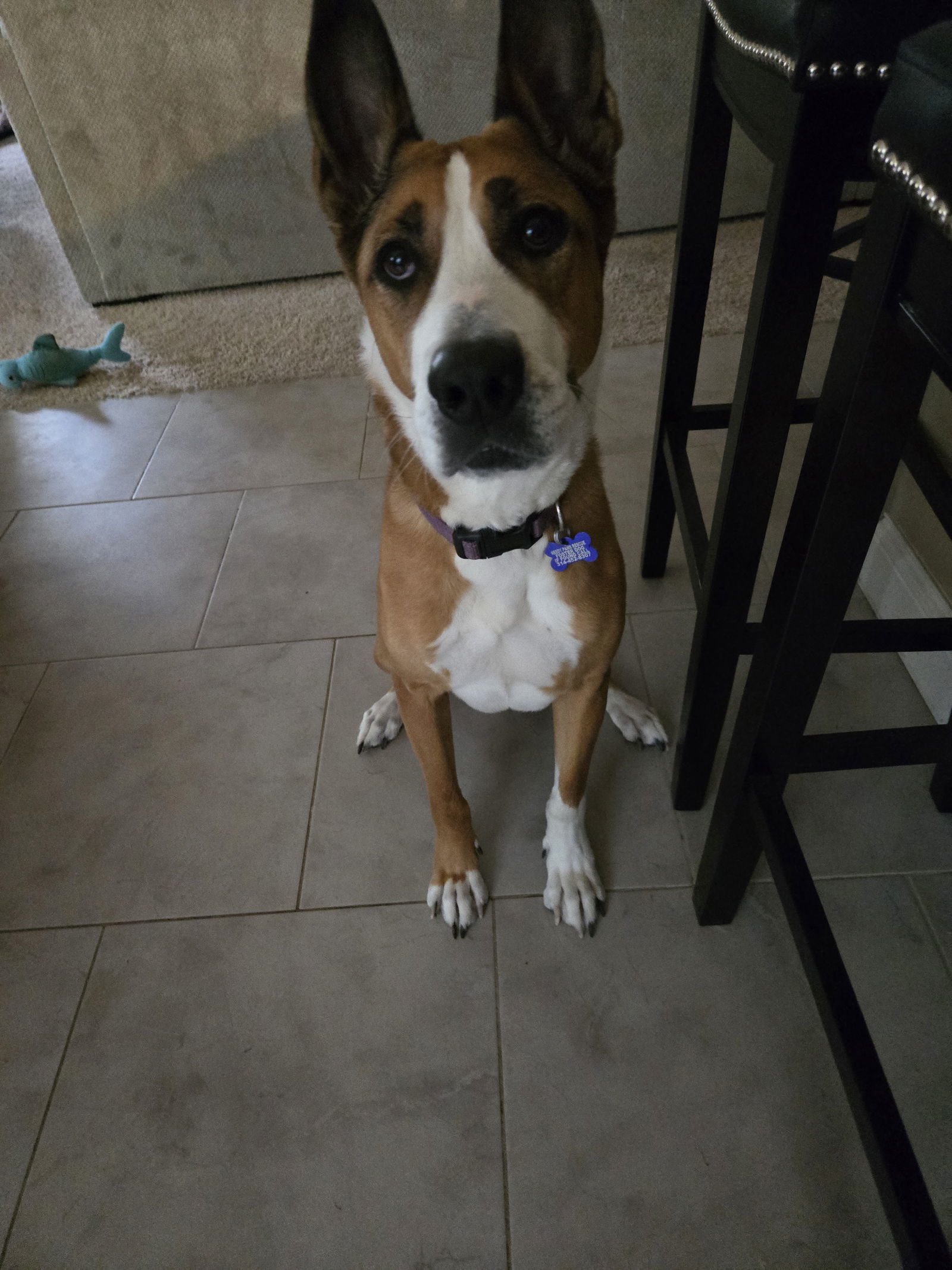 Hermes, an adoptable Basenji in St. Louis, MO, 63125 | Photo Image 2