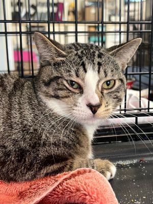 LARRY, Baby Male Domestic Short Hair