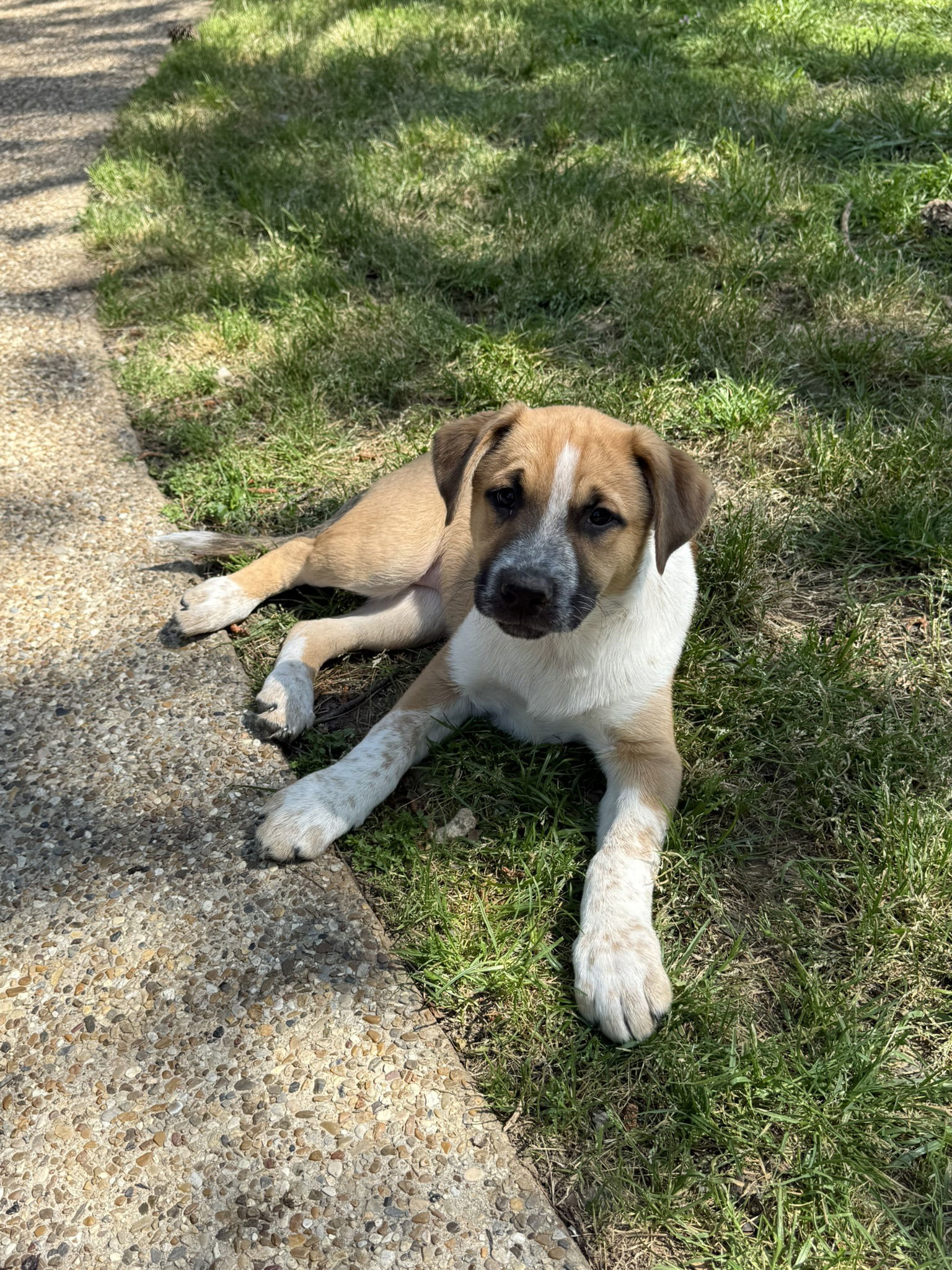 Bailey