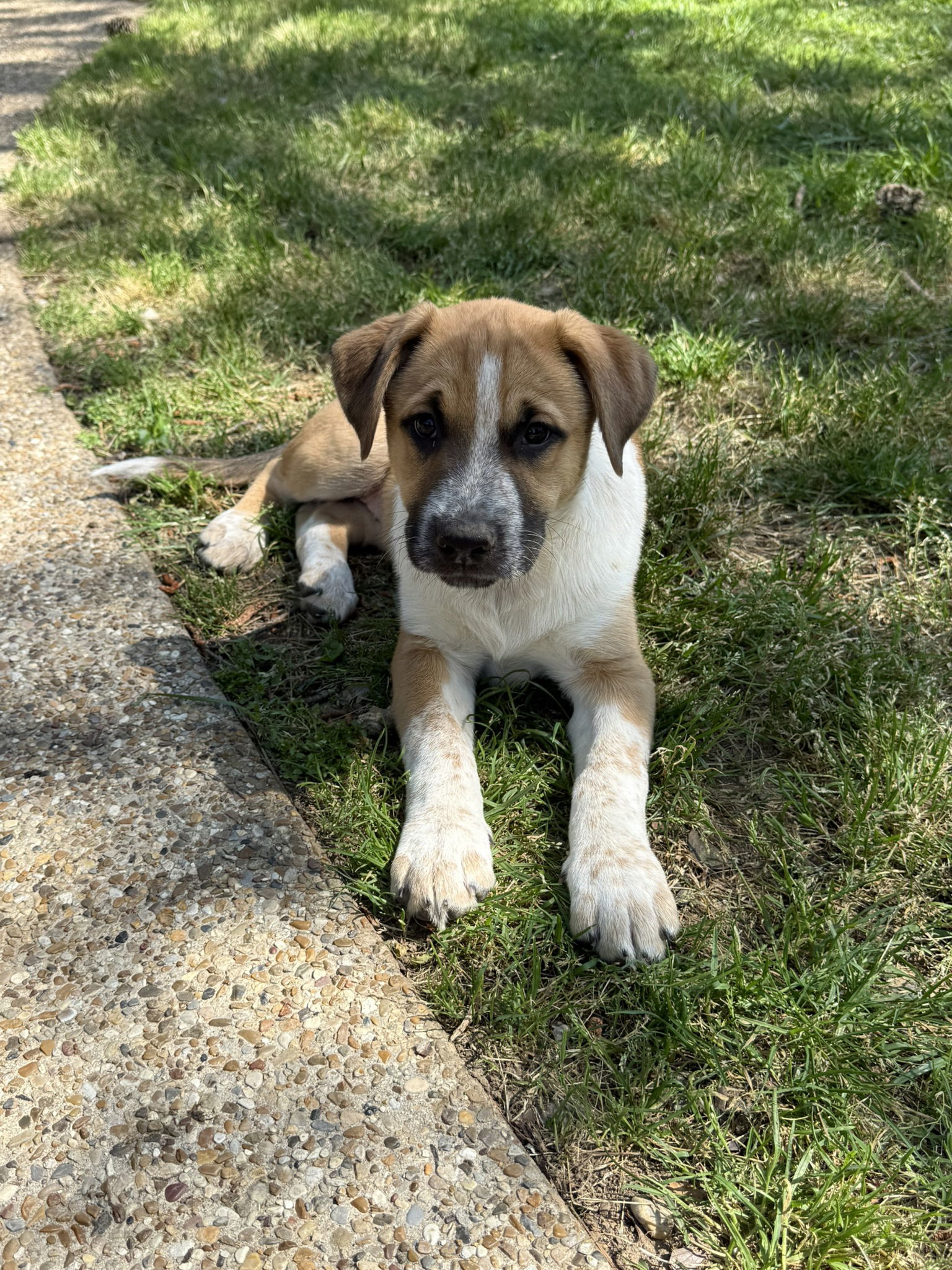 Bailey