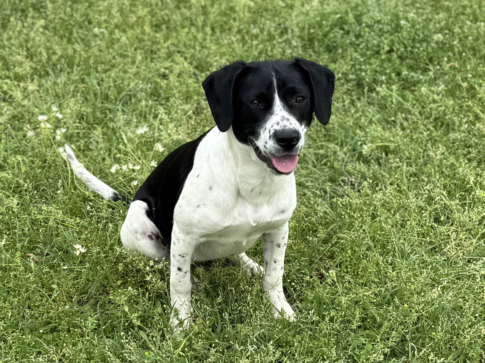 Oreo