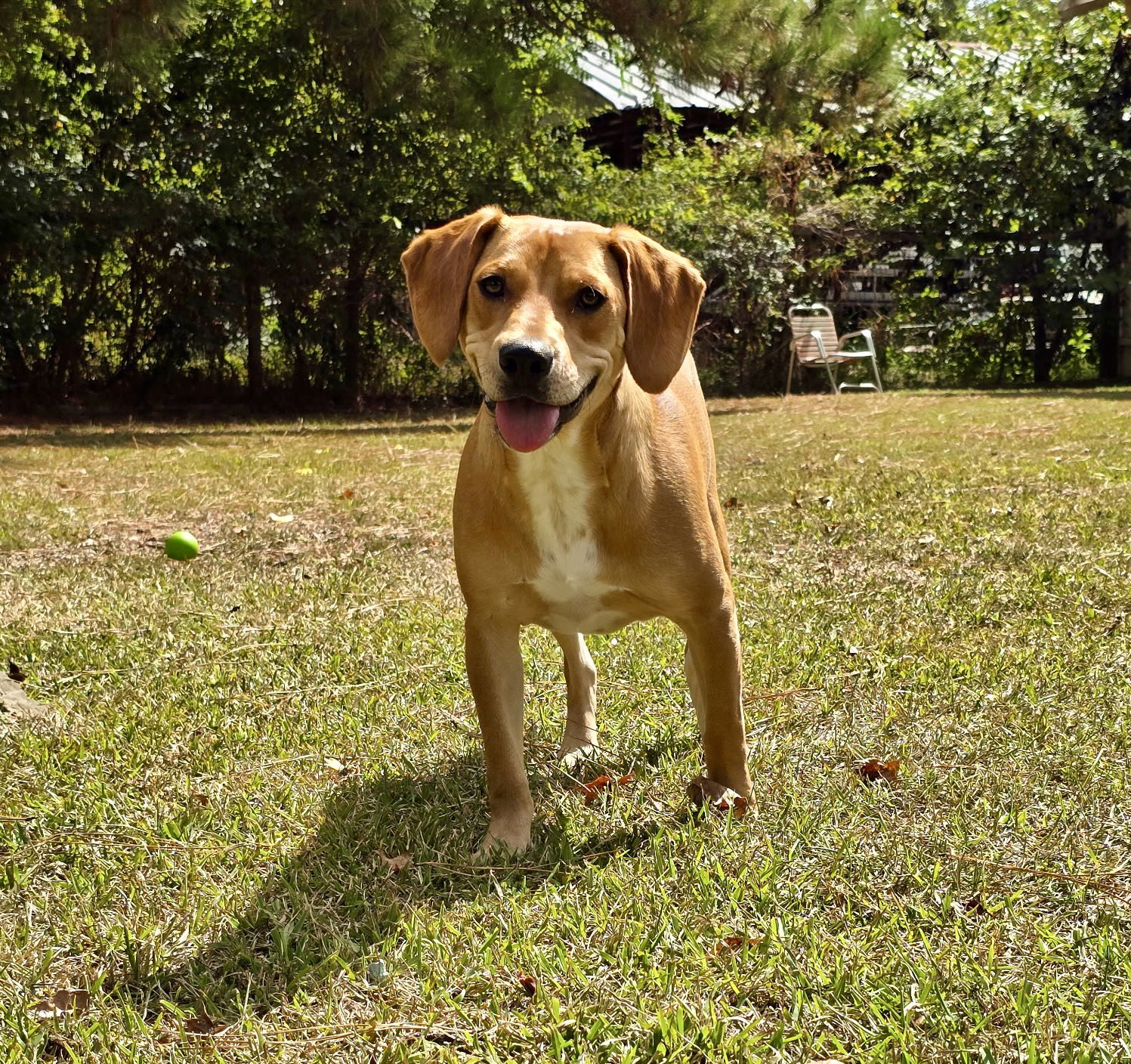 Nemo, an adoptable Hound, Foxhound in Texarkana, TX, 75503 | Photo Image 1
