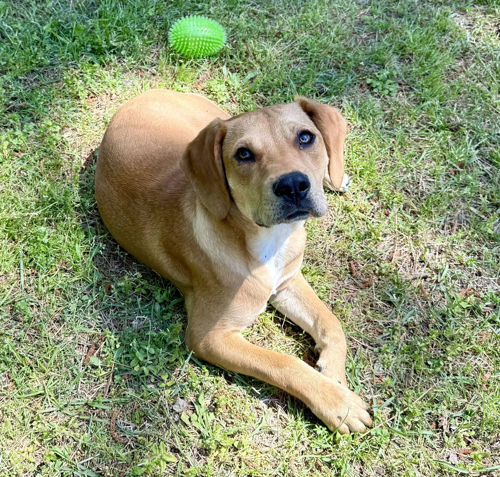 Nemo