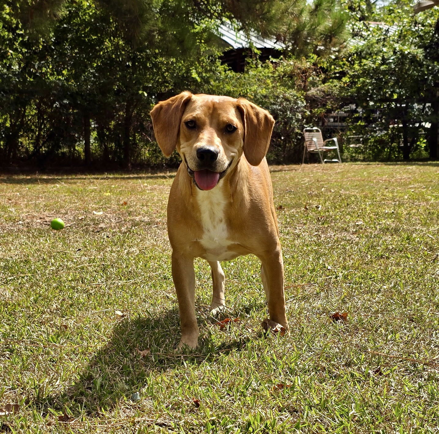 Nemo, an adoptable Hound, Foxhound in Texarkana, TX, 75503 | Photo Image 2