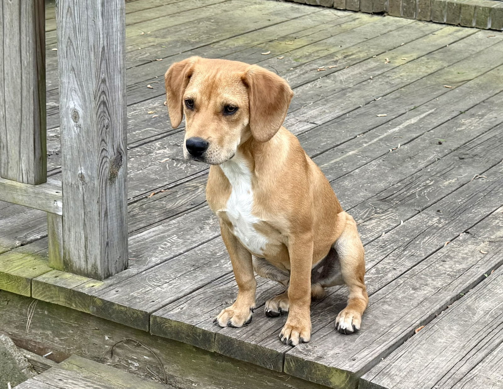Nemo, an adoptable Hound, Foxhound in Texarkana, TX, 75503 | Photo Image 3