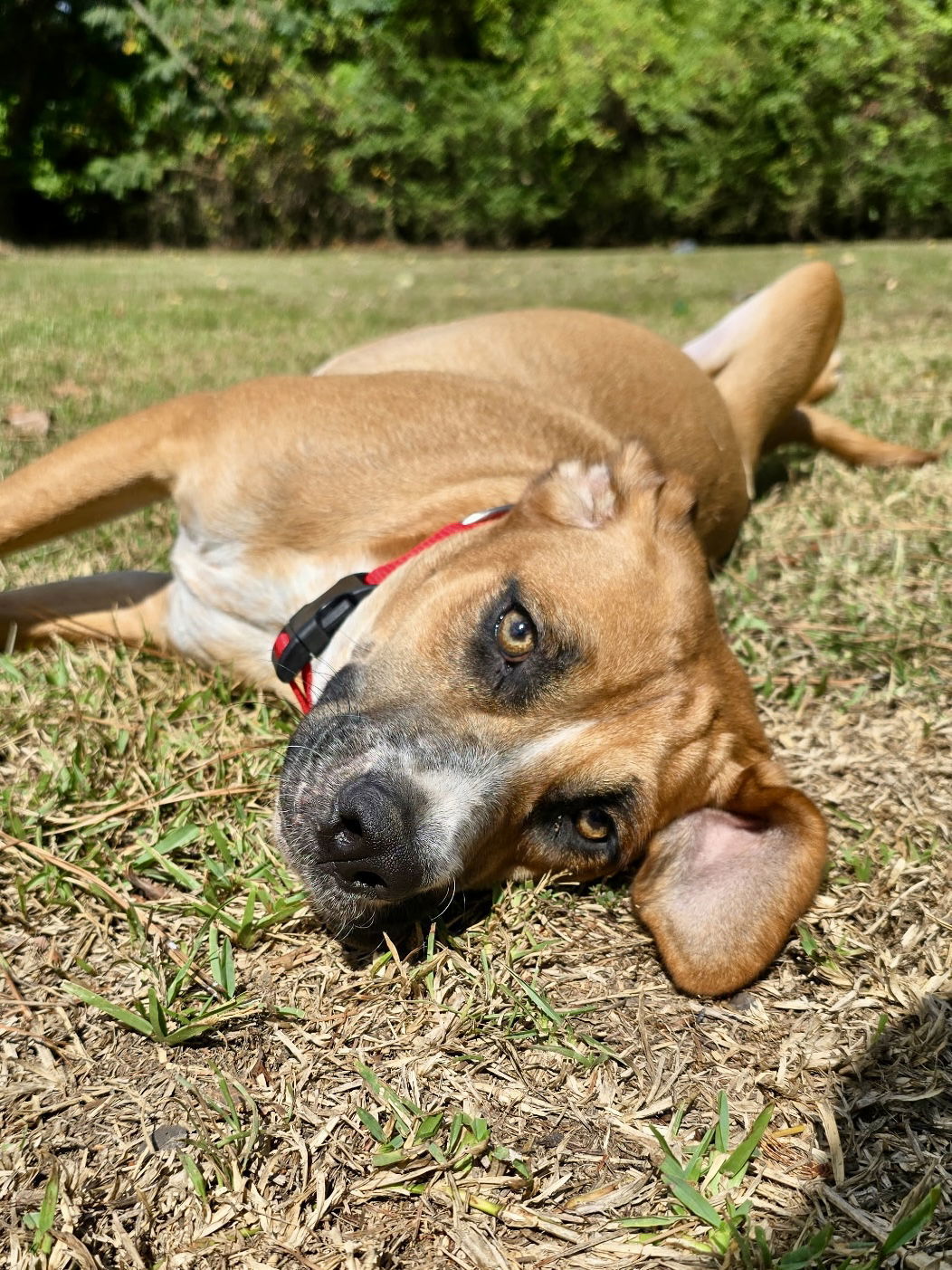 Memo, an adoptable Hound, Foxhound in Texarkana, TX, 75503 | Photo Image 1