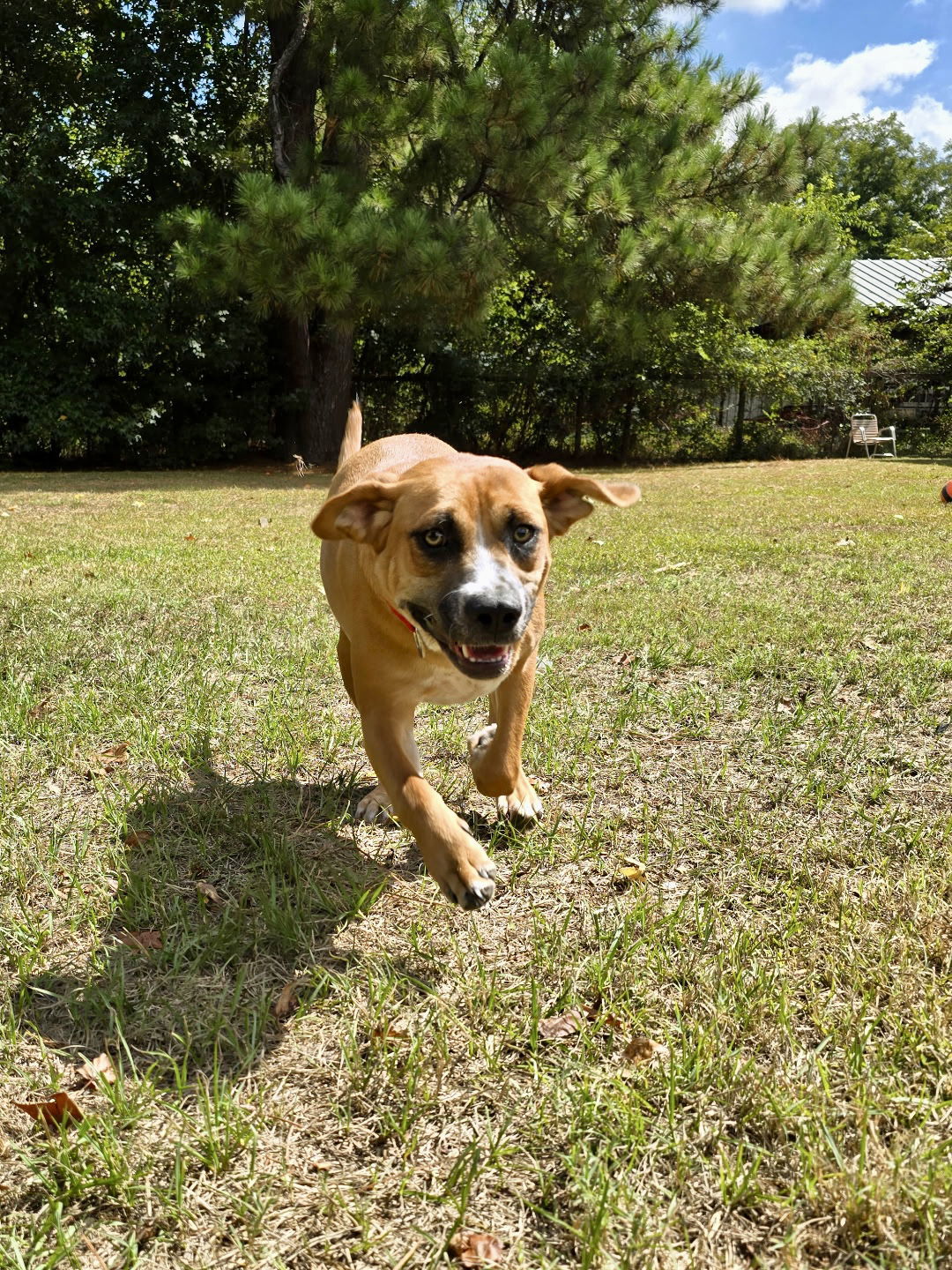 Memo, an adoptable Hound, Foxhound in Texarkana, TX, 75503 | Photo Image 2
