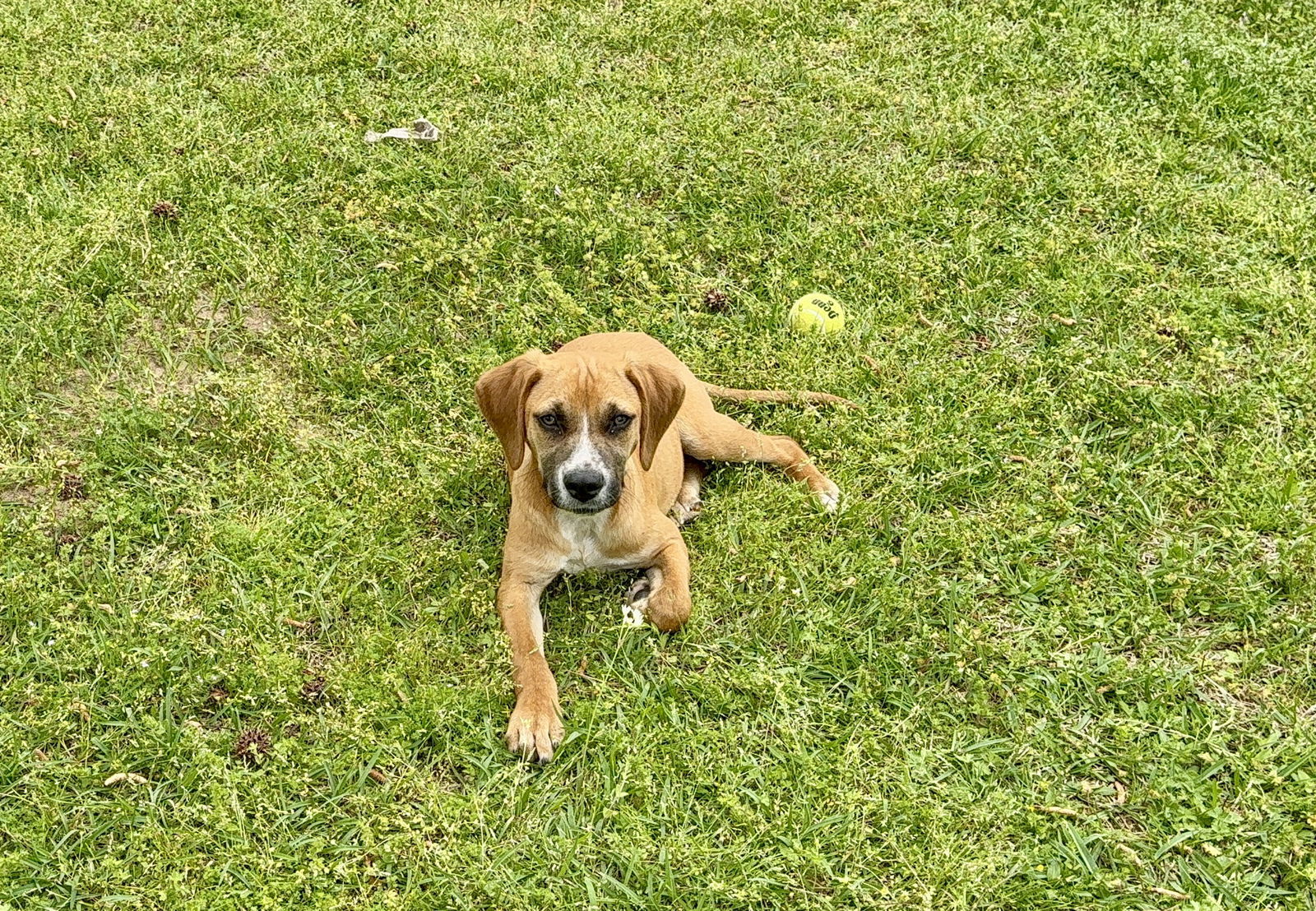 Memo, an adoptable Hound, Foxhound in Texarkana, TX, 75503 | Photo Image 3