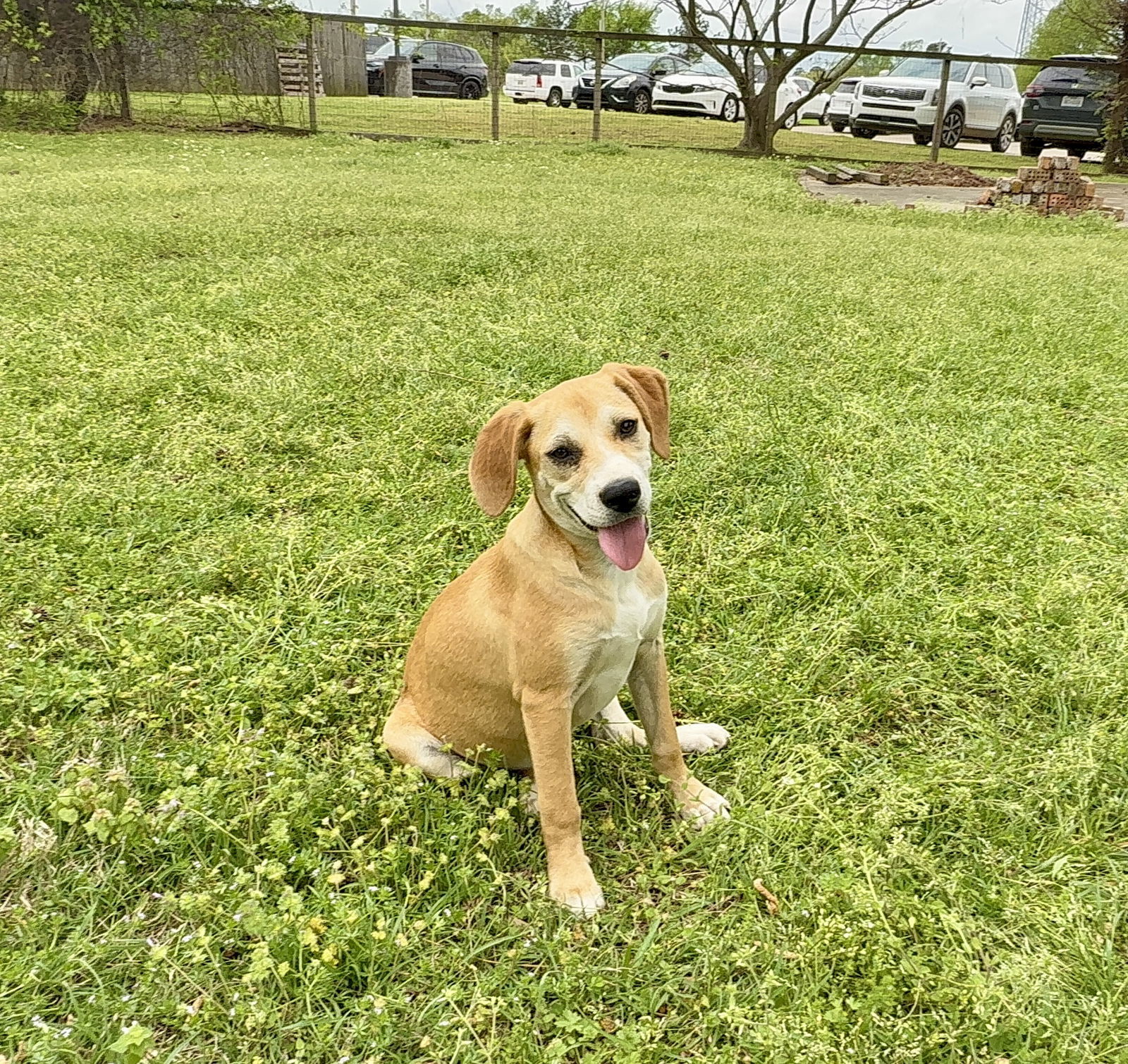Sissy, an adoptable Hound, Foxhound in Texarkana, TX, 75503 | Photo Image 1
