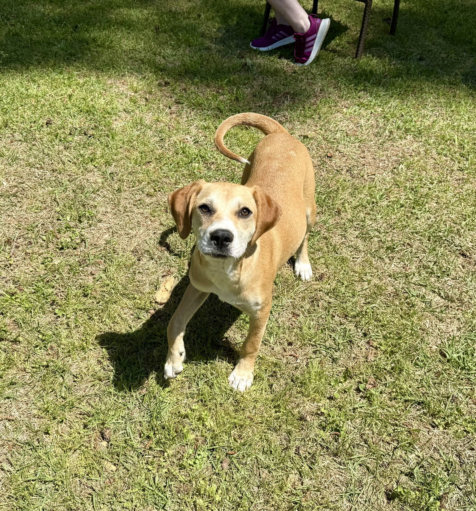 Sissy, an adoptable Hound, Foxhound in Texarkana, TX, 75503 | Photo Image 2
