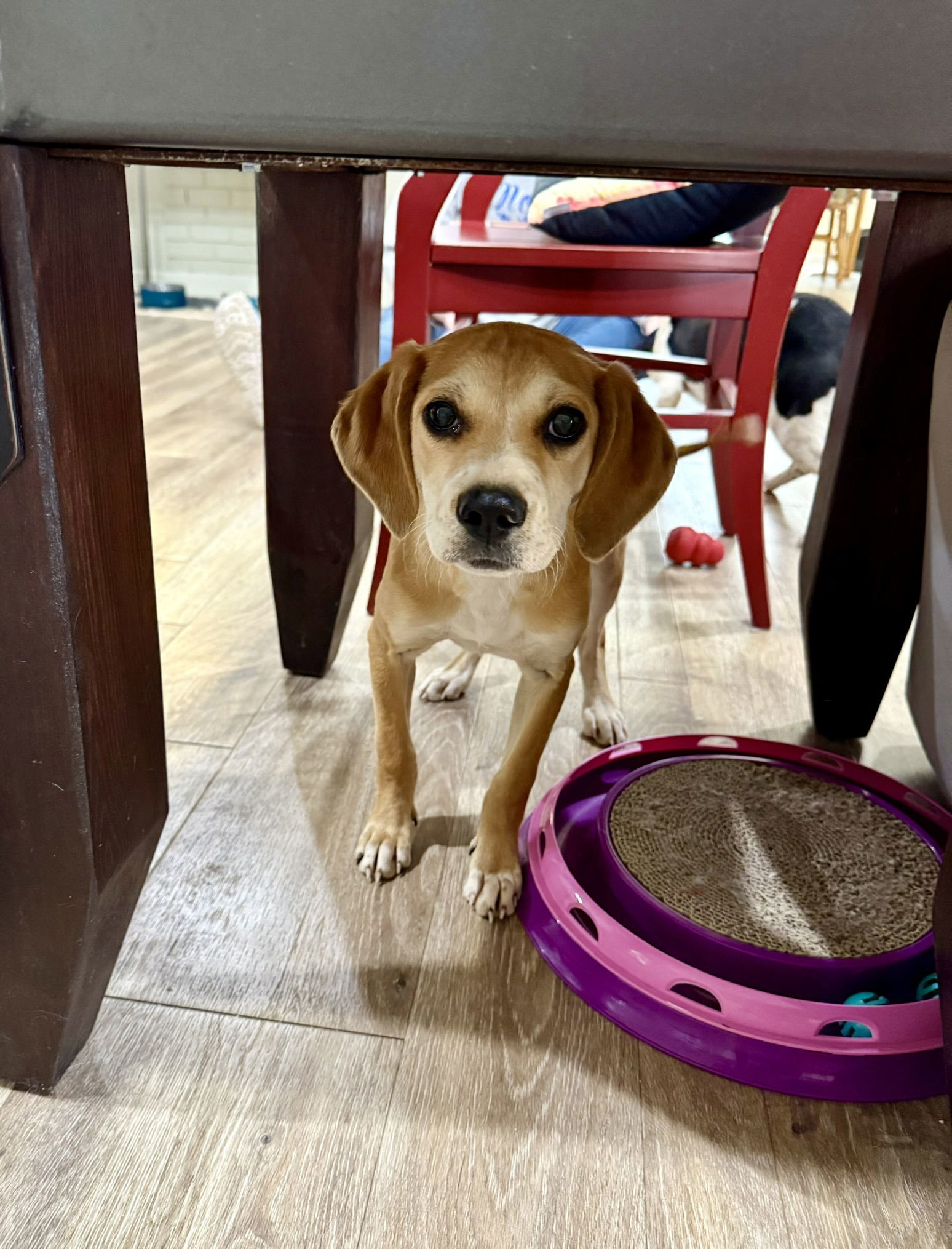 Sissy, an adoptable Hound, Foxhound in Texarkana, TX, 75503 | Photo Image 3