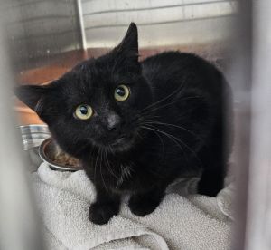Jay, Young Male Domestic Short Hair