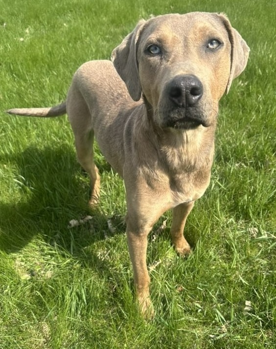 Archie