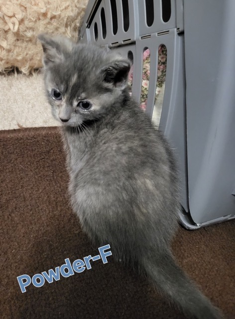 POWDER Kitten (f)