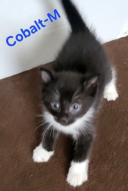 COBALT Kitten (m)