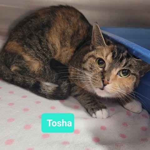 Tosha