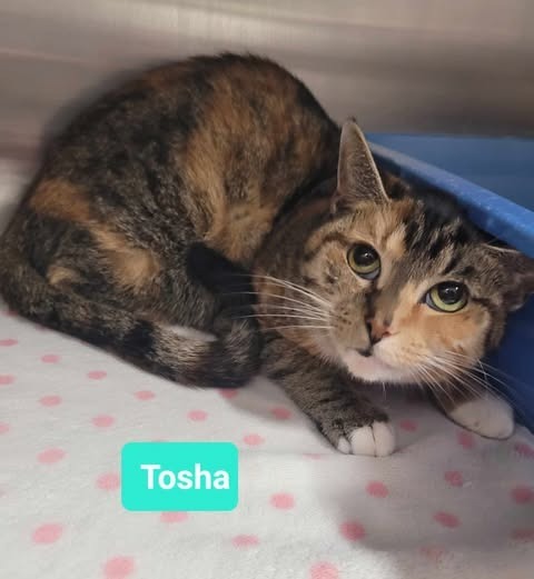 Tosha