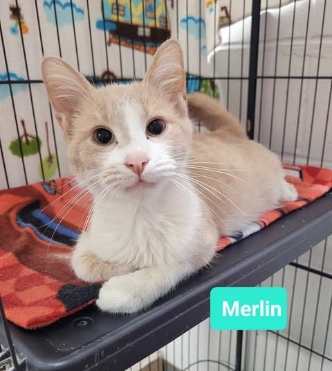 Merlin