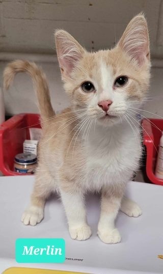 Merlin