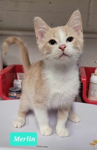 Merlin