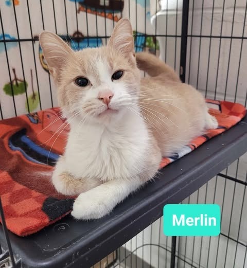 Merlin