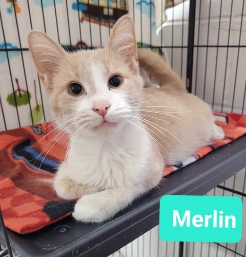 Merlin