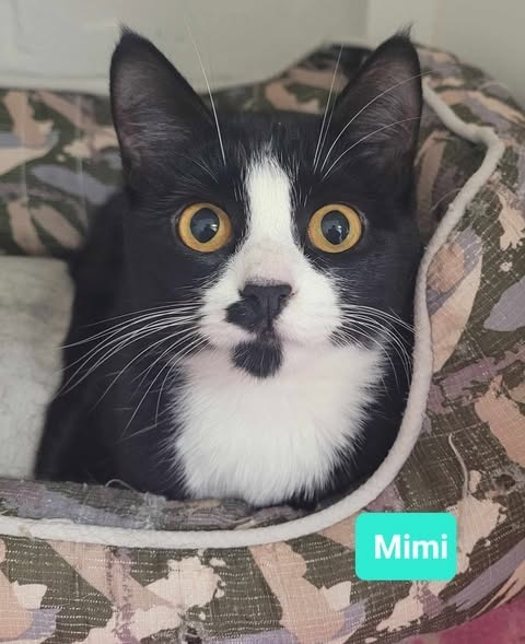 Mimi