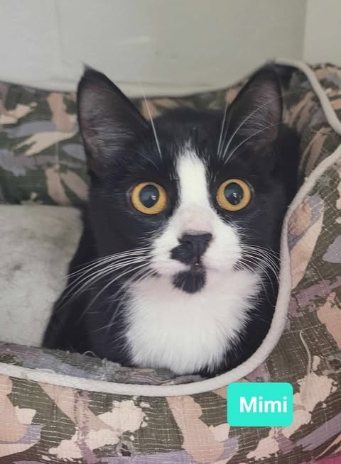 Mimi