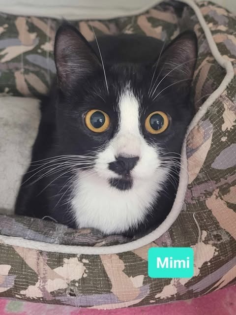 Mimi