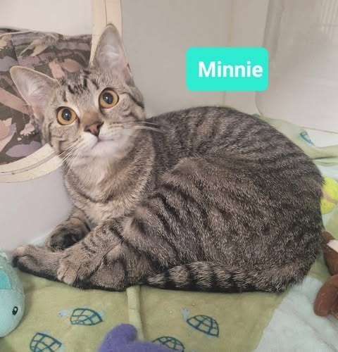 Minnie