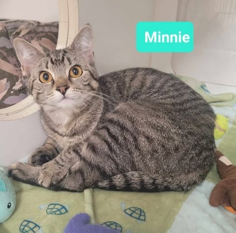 Minnie