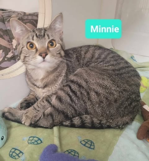 Minnie