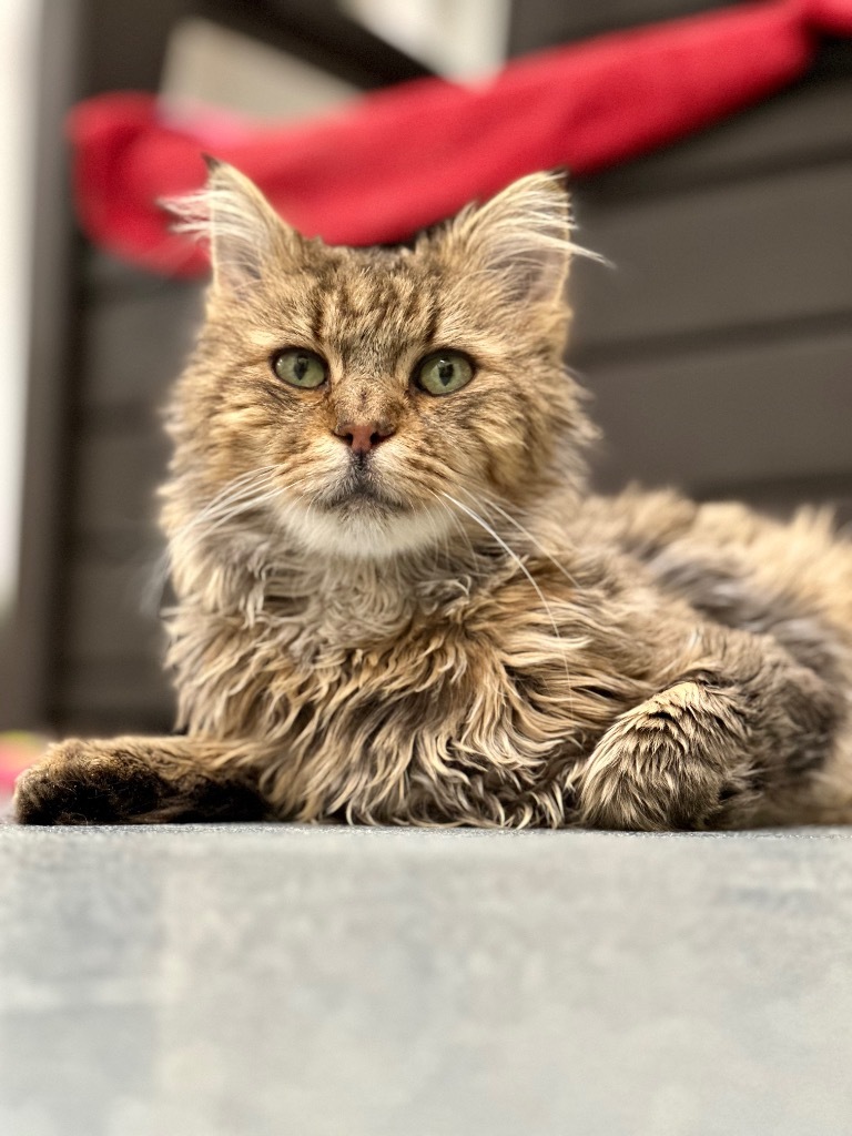 Oswald, an adoptable Domestic Long Hair in Cumberland, ME, 04021 | Photo Image 1
