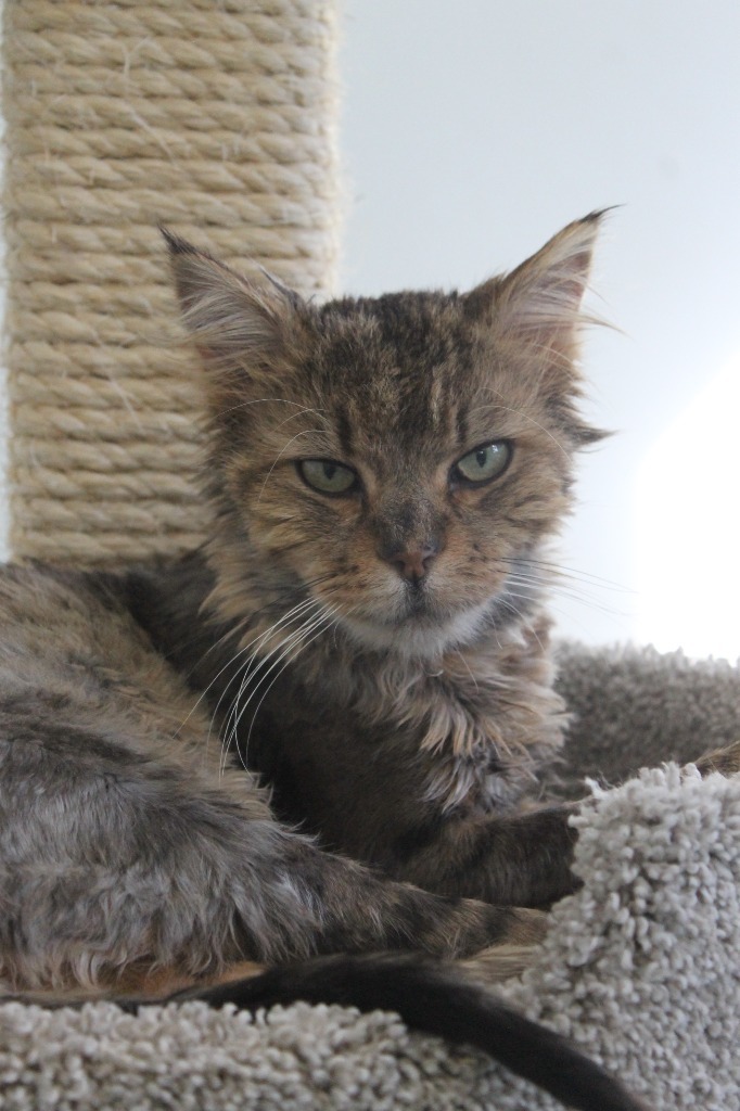 Oswald, an adoptable Domestic Long Hair in Cumberland, ME, 04021 | Photo Image 3