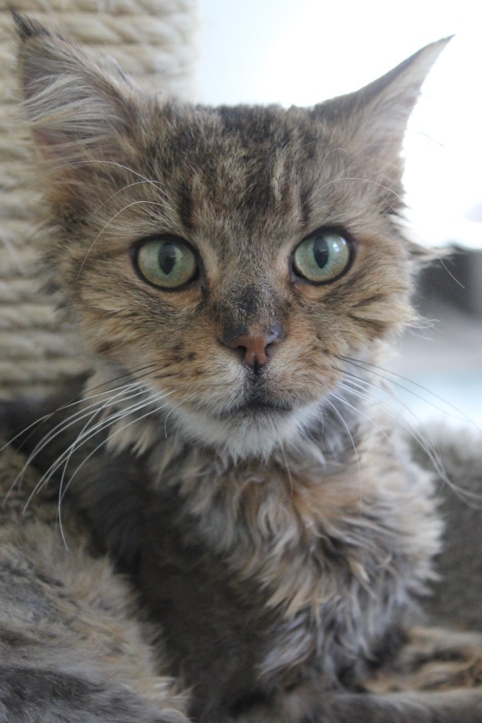 Oswald, an adoptable Domestic Long Hair in Cumberland, ME, 04021 | Photo Image 4