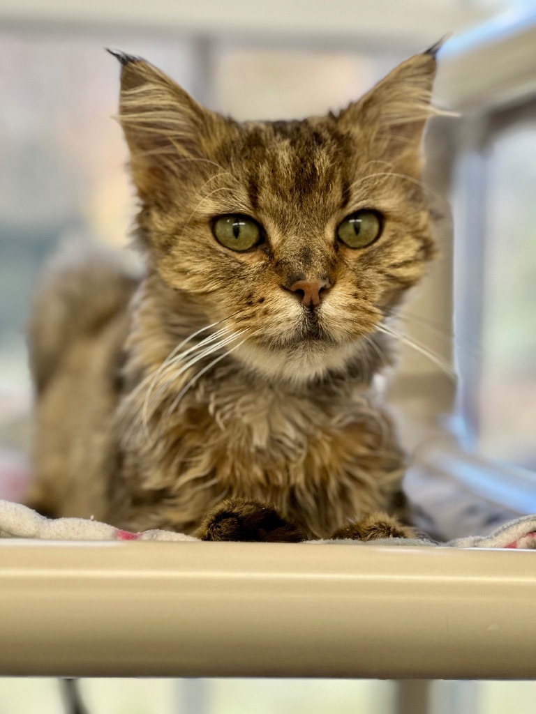 Oswald, an adoptable Domestic Long Hair in Cumberland, ME, 04021 | Photo Image 5