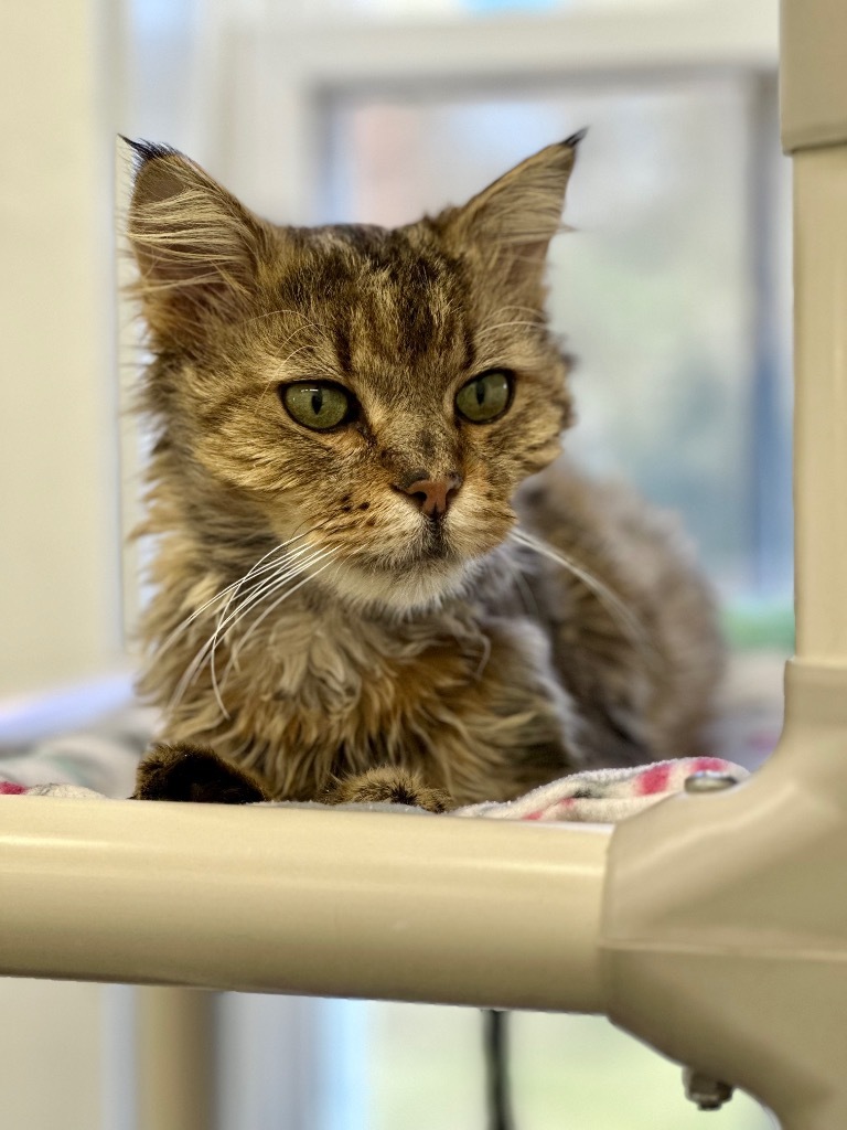 Oswald, an adoptable Domestic Long Hair in Cumberland, ME, 04021 | Photo Image 6