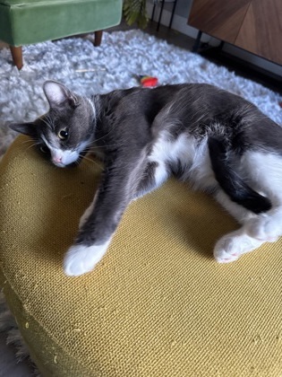 Izzy