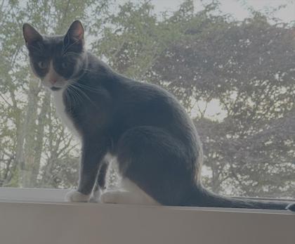 Izzy